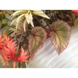 SK Leaf Veiner Begonia rex M