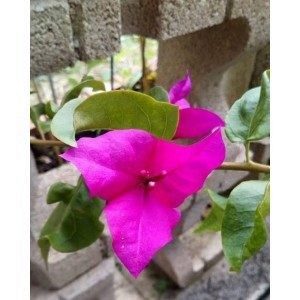 Blooms - Bougainvillea Leaf Veiner, 3-teilig