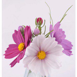 Zuckerblumenkurs - Cosmea