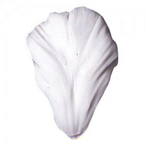 SK Petal Veiner Tulip - Parrot-Roccoco L