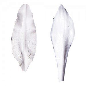 SK Petal Veiner - Lily Stargazer
