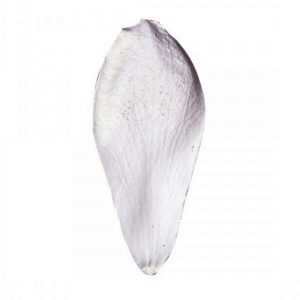 Squires Kitchen Veiner Petal Set - Magnolia VL und W