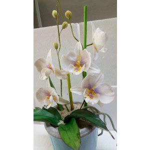 Zuckerblumenkurs - Moth - Orchidee in einem kleinen Blumentopf