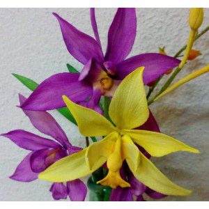 Fine Cut - Spathoglottis Orchidee Cutter