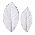 SK Leaf Veiner Gardenia L