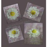 PME Daisy Marguerite Plunger Cutter, 4-er