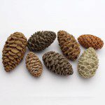 KatySue Mould Pine Cones by Nicholas Lodge