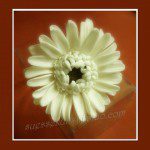 PME Sunflower/Daisy/Gerbera Plunger Cutter, 70 mm