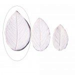 SK Rose - Leaf-Veiner - Rose - Rugosa VL