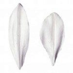 SK Veiner Lily - All Veined