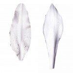 SK Petal Veiner - Lily Stargazer