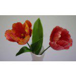 Blooms Tulip Petal, Tulpen-Veiner