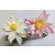 Fine Cut Water Lily - Wasserlilie