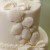 KatySue Mould Seashells