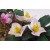 Fine Cut - christmas rose petal