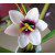 Zuckerblumenkurs - Ixia & Bouganville, 27./28.07.