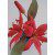 Fine Cut - Tiger Lily