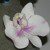 Fine Cut - Moth Orchid