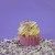 PME Out of the Box Streusel - Glam