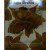 PME Ausstecher Orchidee Cattleya, 3-teilig