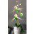 SK Great Impressions Petal Veiner  - Orchid Slipper, 4-teilig